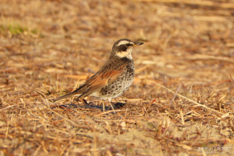 さくら草公園・ツグミ