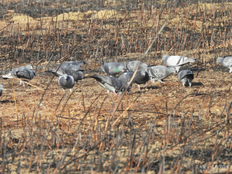 さくら草公園・ドバトの群れ