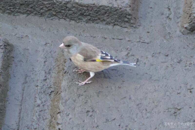さくら草公園・カワラヒワ