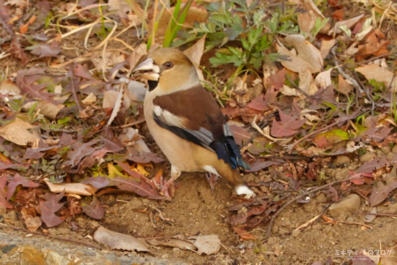 さくら草公園・シメ