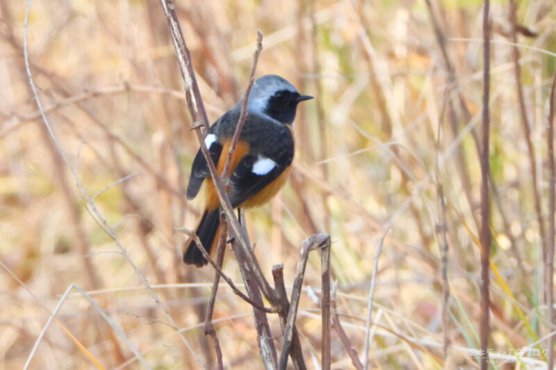 さくら草公園・ジョウビタキ（オス）