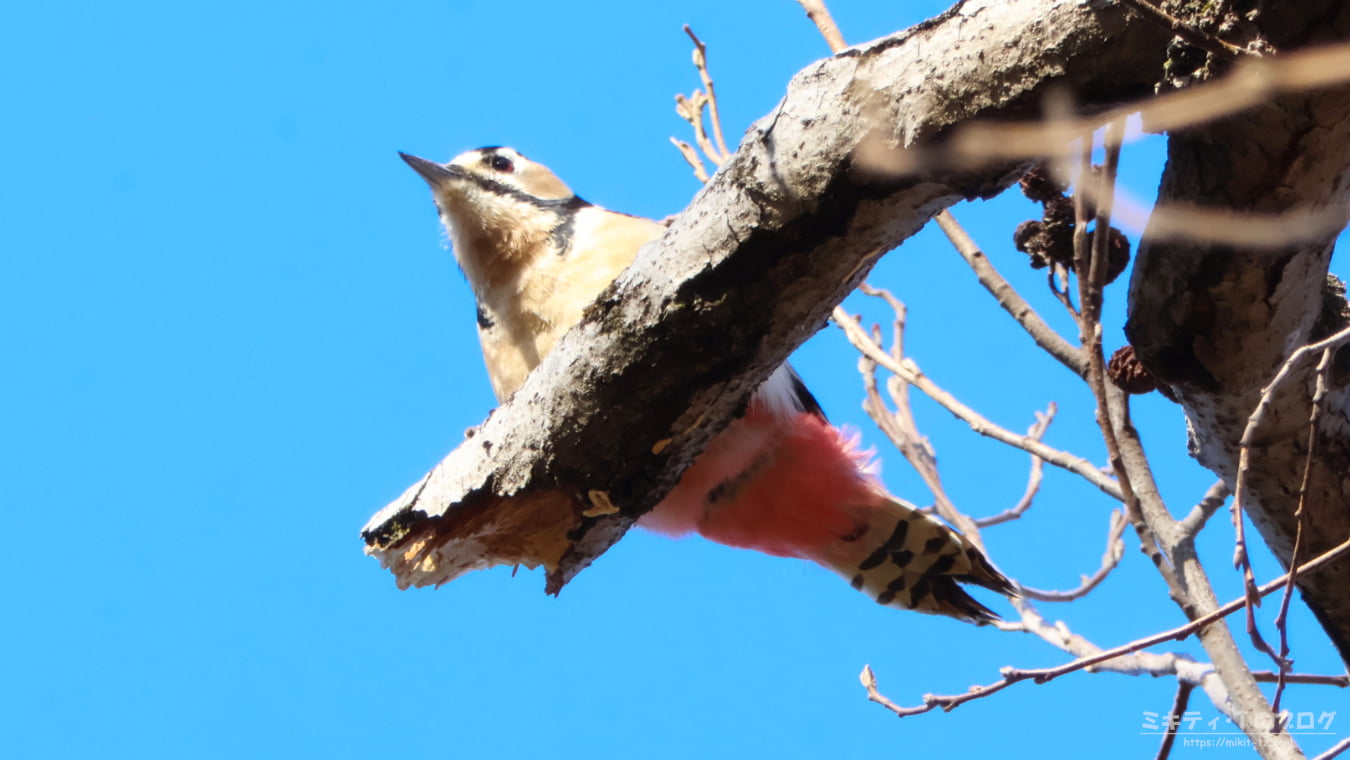 「秋ヶ瀬公園」春の野鳥観察 ～2026年3月～