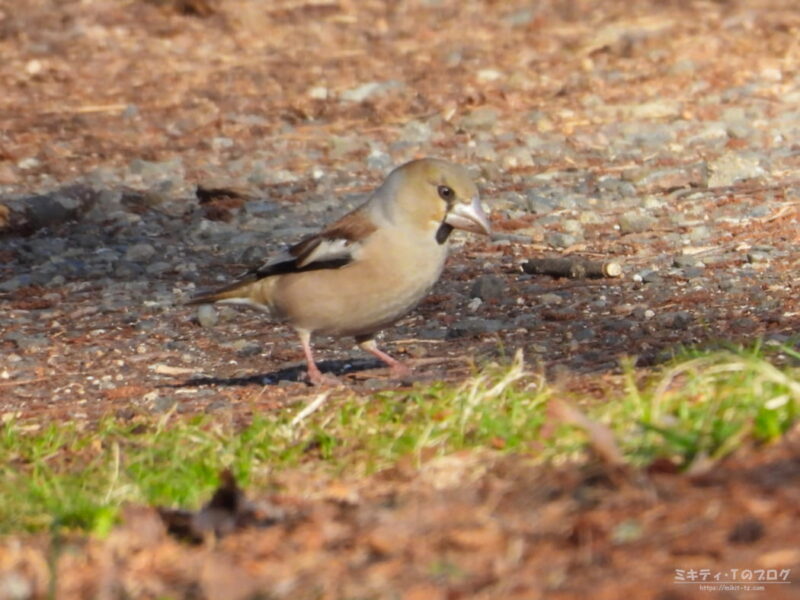 秋ヶ瀬公園・シメ