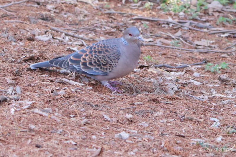 秋ヶ瀬公園・キジバト