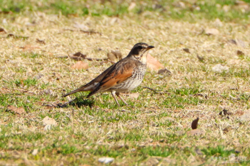 秋ヶ瀬公園・ツグミ