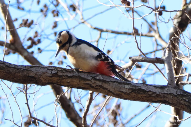 秋ヶ瀬公園・アカゲラ（メス）