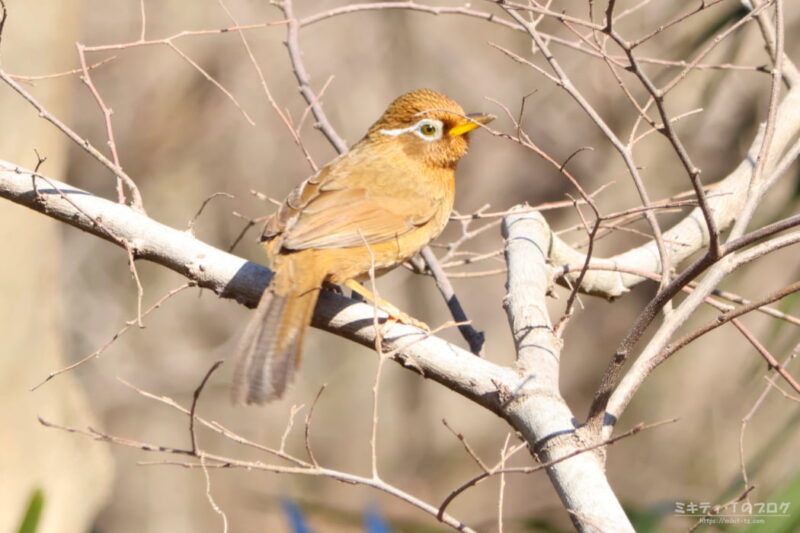 秋ヶ瀬公園・ガビチョウ