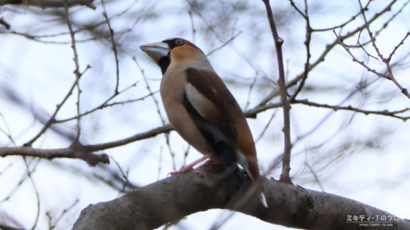 「浅羽ビオトープ」で野鳥観察 ～2026年3月～
