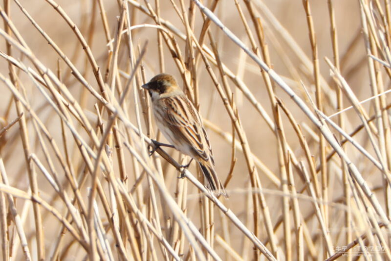 浅羽ビオトープで見かけた野鳥