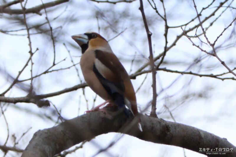 浅羽ビオトープ・シメ