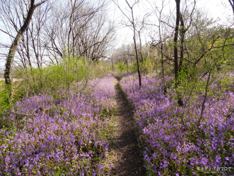 浅羽ビオトープ・紫色の花（ムラサキハナナ）がたくさん咲き誇る小道