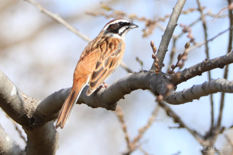 浅羽ビオトープ・ホオジロ