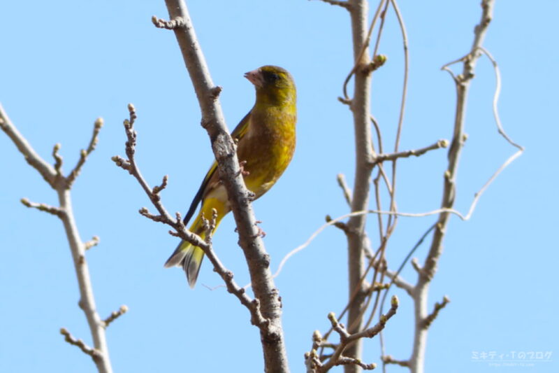 浅羽ビオトープ・カワラヒワ