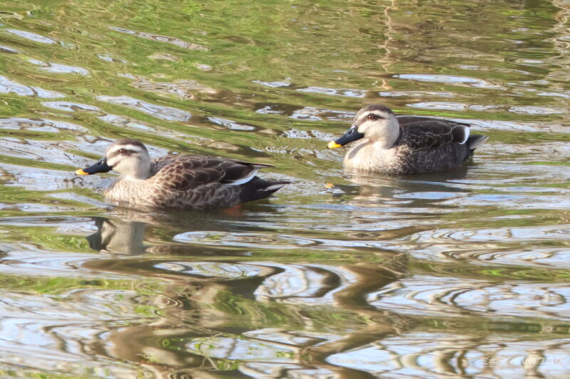 浅羽ビオトープ・カルガモ