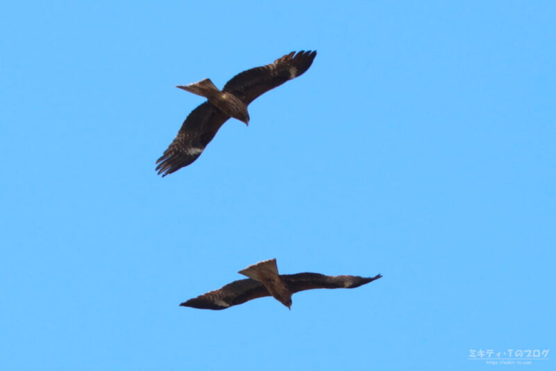 浅羽ビオトープ・トンビ