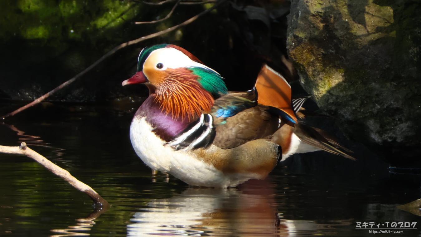 「見沼自然公園」で野鳥観察 ～2026年3月～