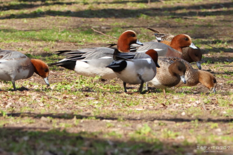 見沼自然公園・ヒドリガモ