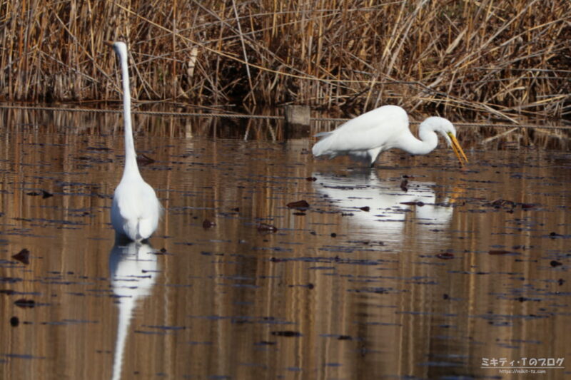 見沼自然公園・シラサギ