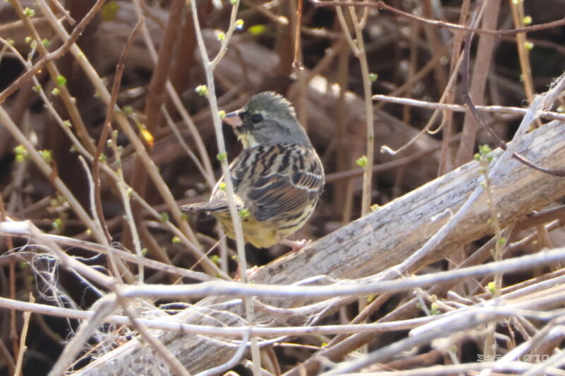 見沼自然公園・アオジ