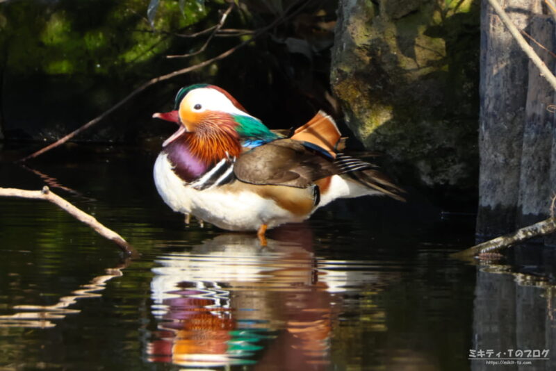 見沼自然公園・オシドリ