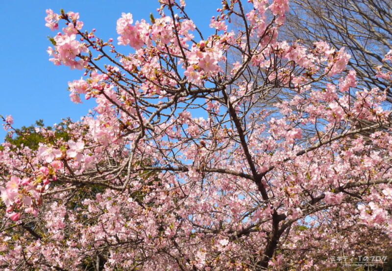 見沼自然公園・河津桜