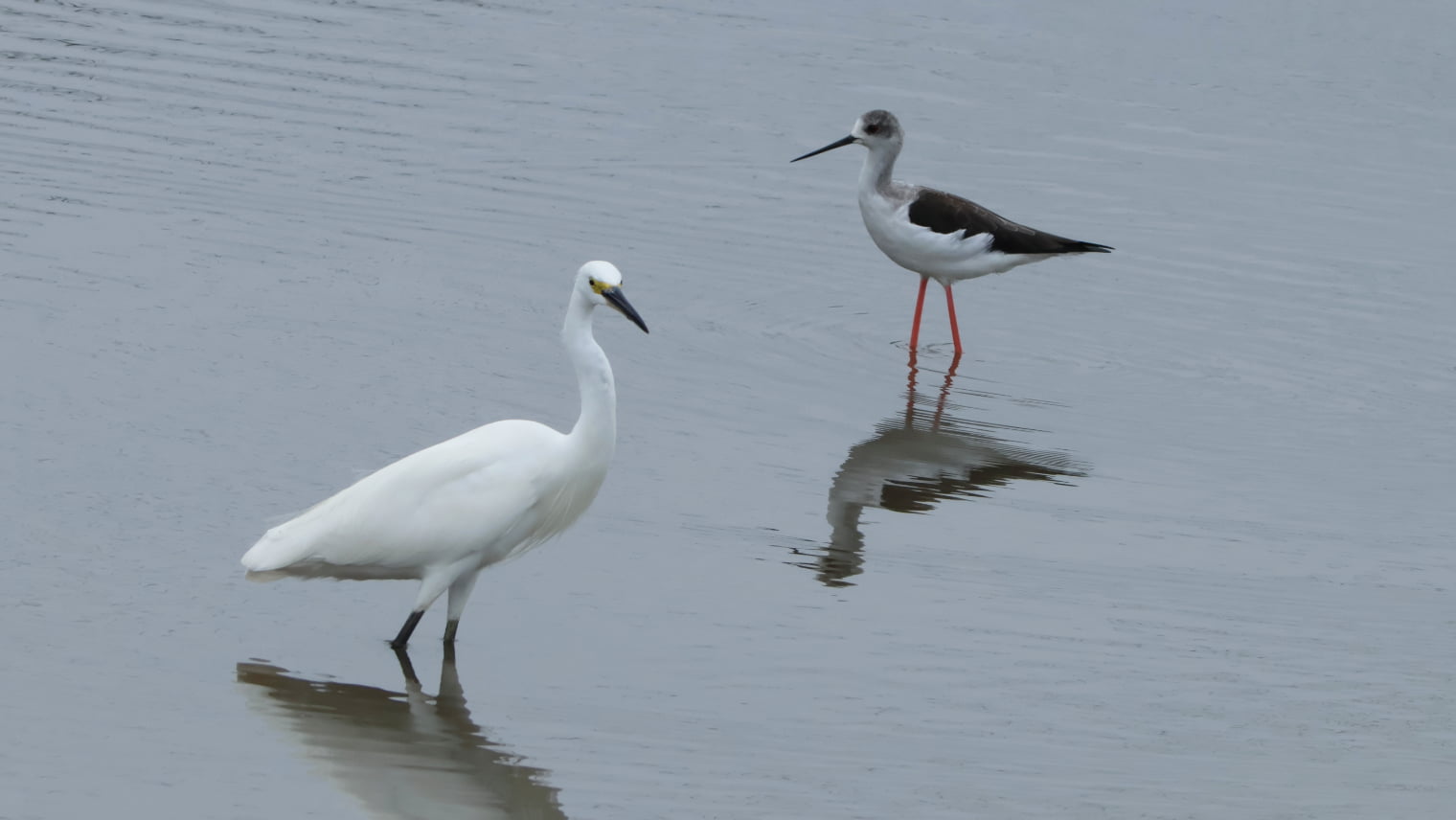 「伊佐沼」で野鳥観察 ～2026年9月～