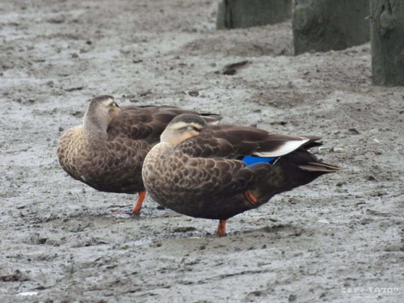 伊佐沼・カルガモ